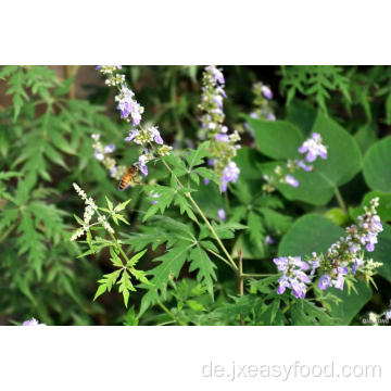 Organischen natürlichen Bienenhonig Vitex